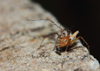 Macro Photography of Jumping Spider on Green Leaf