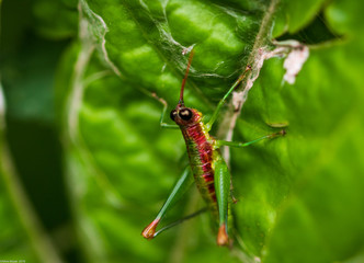 A grasshopper Nymph