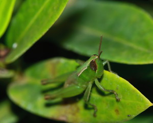 green grasshopper is masked among green leaves in sunny