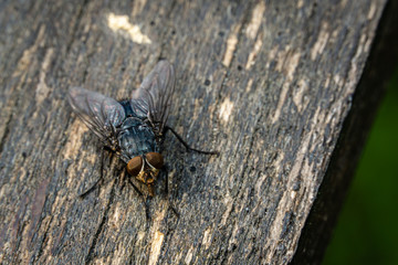 Common Fly on Wooden Bench