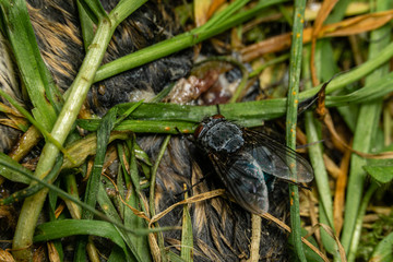 Common Fly on the Ground