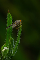 Orange eyed fly feeding