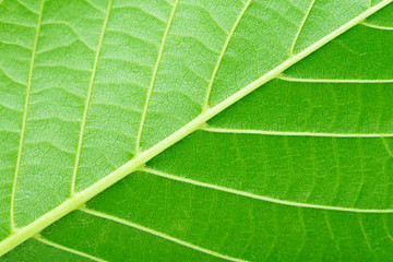 Walnut Leaves. Closeup Texture.
