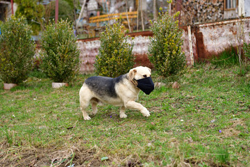 Domestic dog walking with coronavirus safety mask on the mouth
