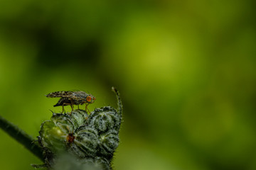 Orange eyed fly in the garden