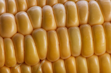 Sweet yellow corn background, harvest season, healthy organic nutrition, maize cob, macro. The texture pattern of a corn cob, high resolution. 
