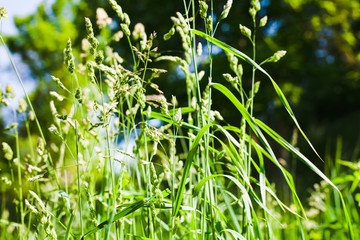 Green grass in sunny day.