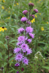  Meadow blazing star at Somme Prairie Nature Preserve in Northbrook, Illinois