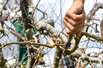 farmer pruning apple tree in orchard