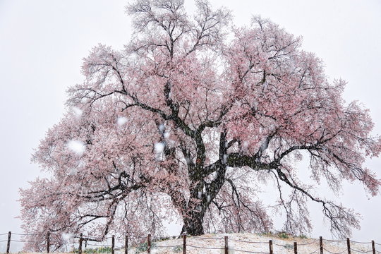 雪降るわに塚の一本桜