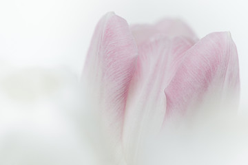 high key close up einer hellen, rosa und weißen Blüte einer Tulpe