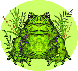 toad with branches overgrown the flowers reeds composition on a green circle background animal symmetric vector illustration