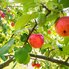 Red apples on the apple tree