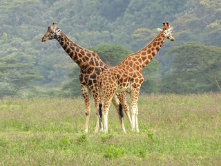 Giraffa camelopardalis rothschildi