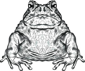 Fototapeta premium toad black and white sketch coloring book funny animal symmetric vector illustration