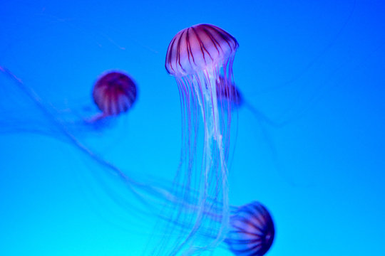 Chrysaora Melanaster Images Browse 772 Stock Photos Vectors And Video Adobe Stock