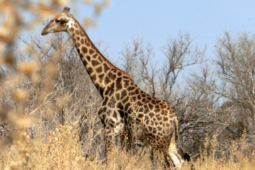 Naklejka na ściany i meble Giraffa camelopardalis giraffa