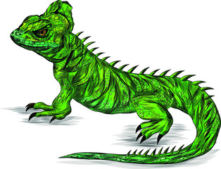 lizard reptile green Basilisk stroke realistic vector illustration