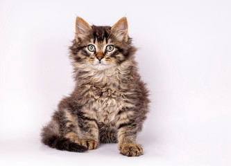 Fototapeta na wymiar Pet animal; cute tabby kitten