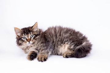 Pet animal; cute tabby kitten