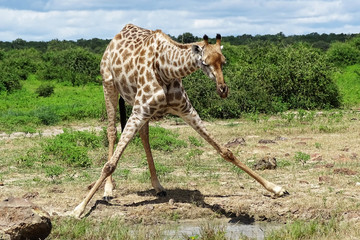 Giraffa camelopardalis giraffa