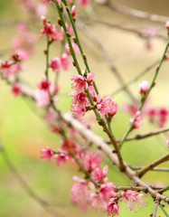 tress and flowers during spring season