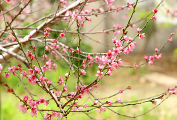 tress and flowers during spring season