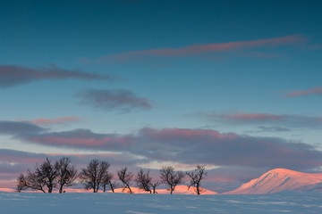 Birch trees in front of mountain at sunrise
