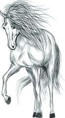 horse white and black sketch coloring vector illustration