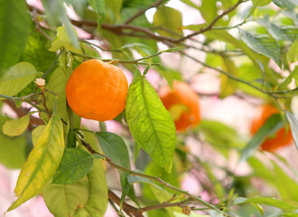 Different kinds of fresh lemons and oranges