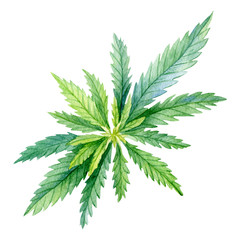 A green branch of Cannabis sativa (Cannabis indica, Marijuana) medicinal plant with leaves. Watercolor hand drawn painting illustration isolated on a white background.
