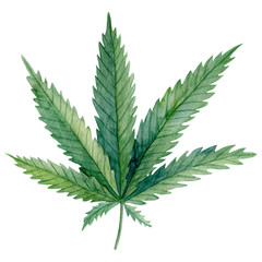 A green leaf of Cannabis indica (Marijuana) medicinal plant.  Watercolor hand drawn painting illustration isolated on a white background.