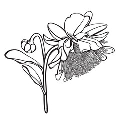 Sketched Australian Yanchep Rose Vector Illustration