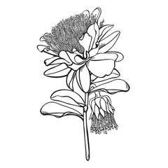 Yanchep Hand drawn Australian Native Wildflower Vector Illustration