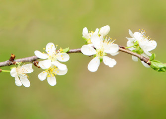 tress and flowers during spring season