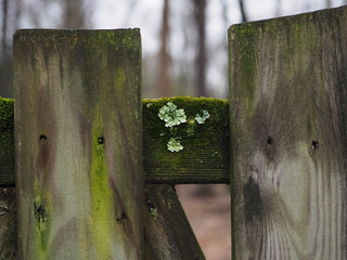 moss and lichens growing on wood