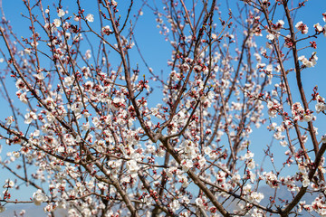 Apricot tree flowers with soft focus. Spring white flowers on a tree branch. Apricot tree in bloom. Spring, seasons, white flowers of apricot tree close-up.