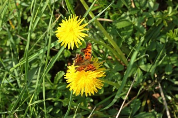 C-Falter (Polygonia c-Album) im Frühling auf Löwenzahnblüte