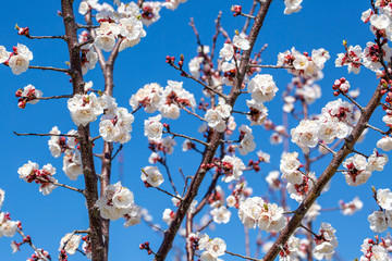 Apricot tree flowers with soft focus. Spring white flowers on a tree branch. Apricot tree in bloom. Spring, seasons, white flowers of apricot tree close-up.