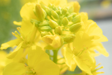 菜の花のクローズアップ画像