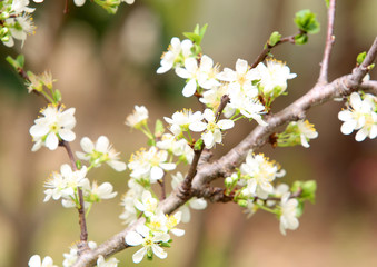 tress and flowers during spring season