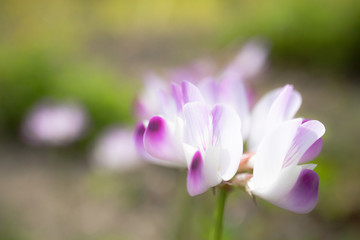 Obraz na płótnie Canvas 4月に咲くマメ科植物　レンゲソウ