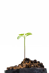 Seedlings are growing from fertile soil. isolated on a white background on the concept of agriculture.
