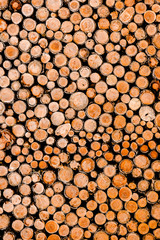 Wall of woodpile in forest.