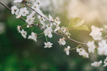 rings made of precious metals on a branch with cherry flowers