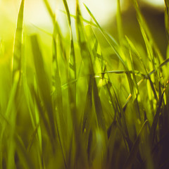 Fresh green spring grass in sunny garden