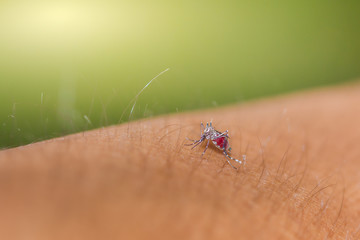 Mosquitoes that carry dengue fever penetrate the skin of people and suck blood.