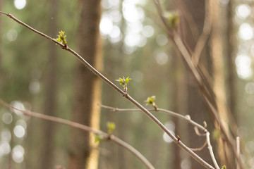 Fresh plant leaf buds on tree branches in spring forest