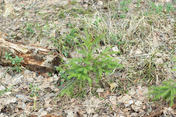 Naklejka na ściany i meble Young fir tree in forest in sunny spring day