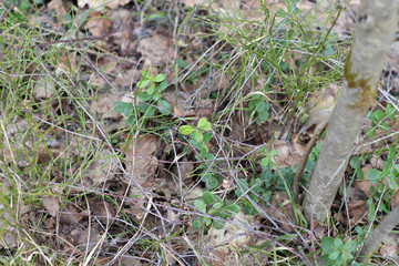 Foxberry plant fresh leaves in the spring forest